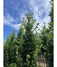 Säulen-Eiche 'Fastigiata Koster' - Stammbusch | Quercus robur 'Fastigiata 'Koster'