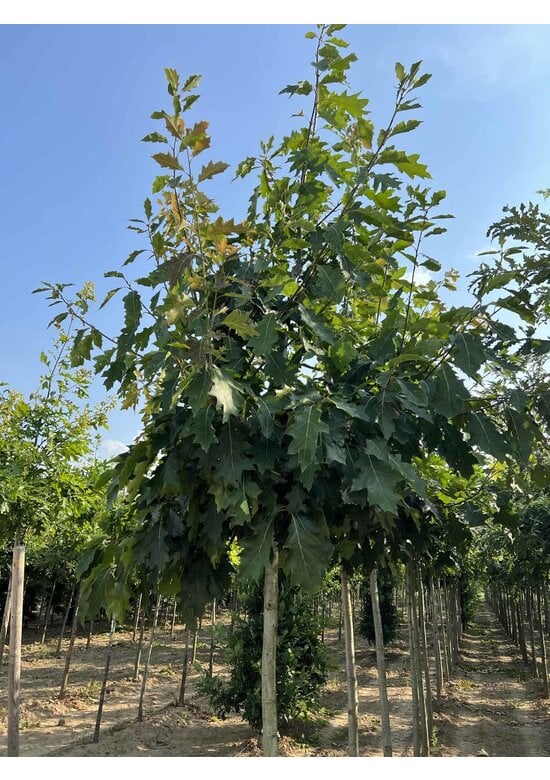 Amerikanische Roteiche | Quercus rubra