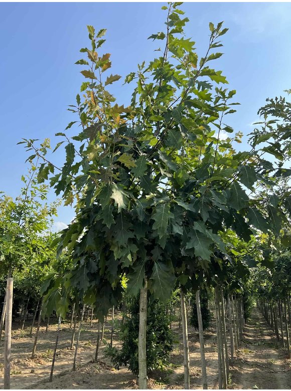 Amerikanische Rot-Eiche | Quercus rubra Amerikanische Rot-Eiche | Quercus rubra