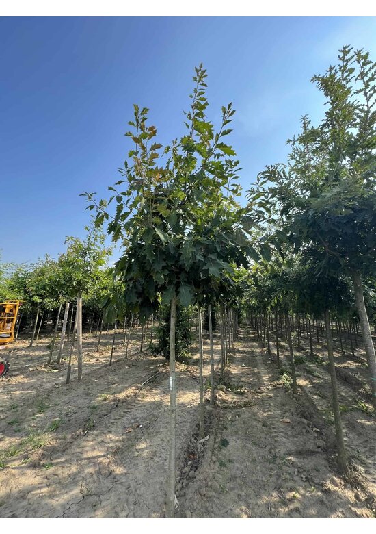 Amerikanische Roteiche | Quercus rubra