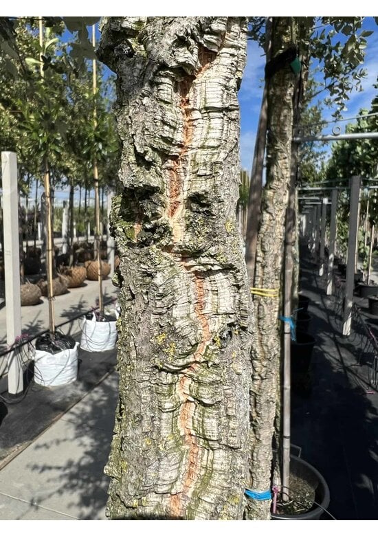 Korkeiche | Quercus suber