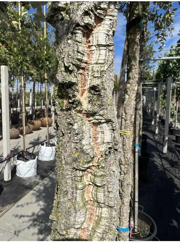 Korkeiche | Quercus suber Korkeiche | Quercus suber