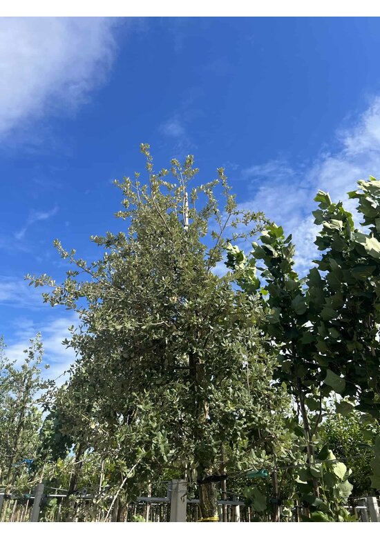 Korkeiche | Quercus suber