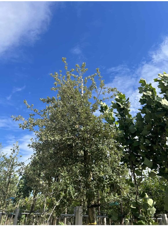 Korkeiche | Quercus suber Korkeiche | Quercus suber