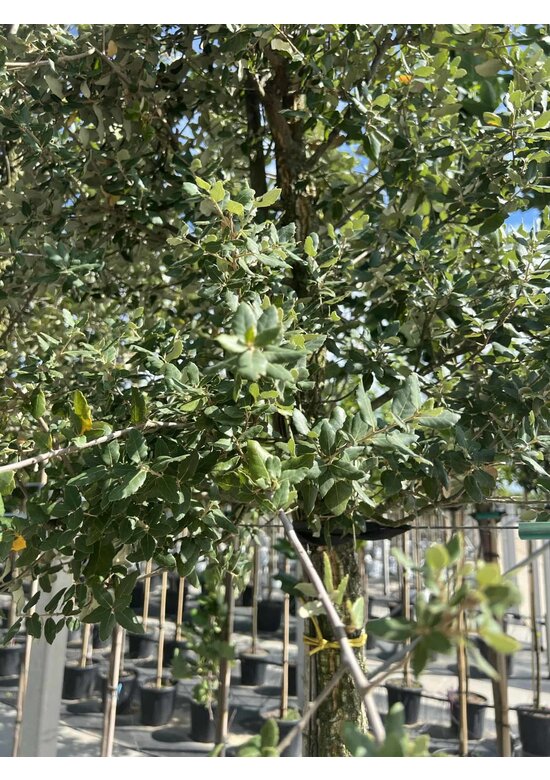 Korkeiche | Quercus suber