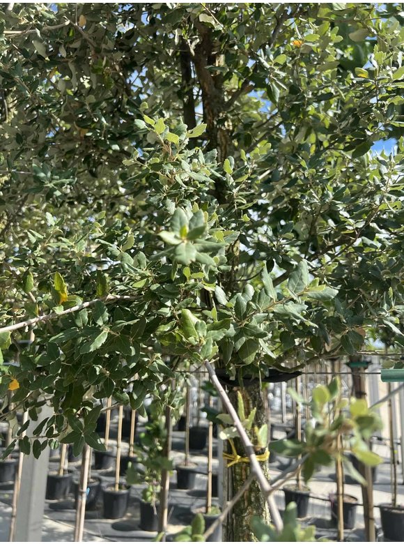 Korkeiche | Quercus suber Korkeiche | Quercus suber