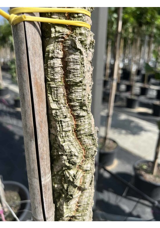 Korkeiche | Quercus suber