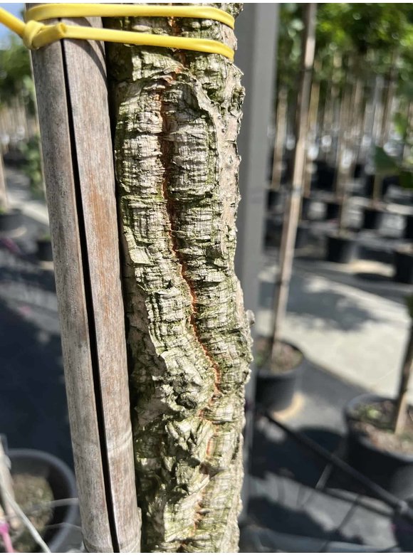 Korkeiche | Quercus suber Korkeiche | Quercus suber