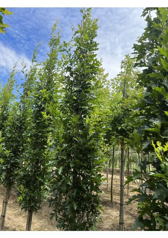 Säulen-Sumpfeiche 'Green Pillar'  | Quercus palustris 'Green Pillar'