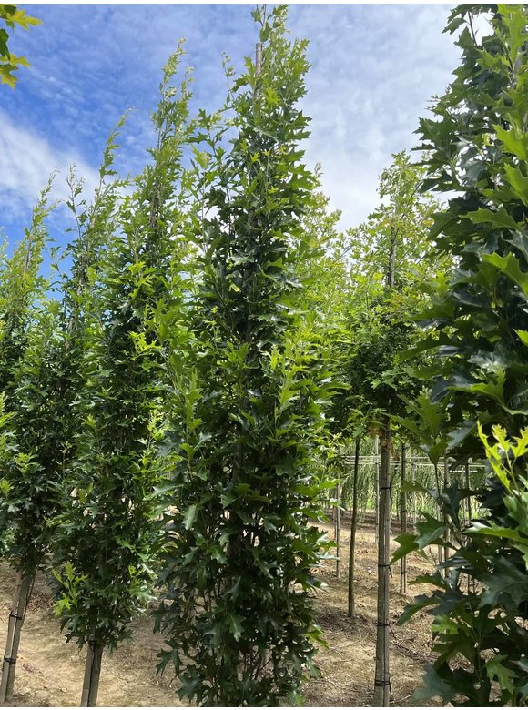Sumpf-Eiche 'Green Pillar' - Stammbusch | Quercus palustris 'Green Pillar' Sumpf-Eiche 'Green Pillar' - Stammbusch | Quercus palustris 'Green Pillar'