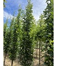 Sumpf-Eiche 'Green Pillar'  | Quercus palustris 'Green Pillar'
