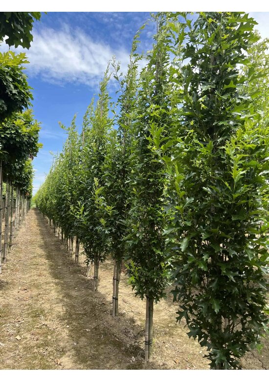 Säulen-Sumpfeiche 'Green Pillar'  | Quercus palustris 'Green Pillar'