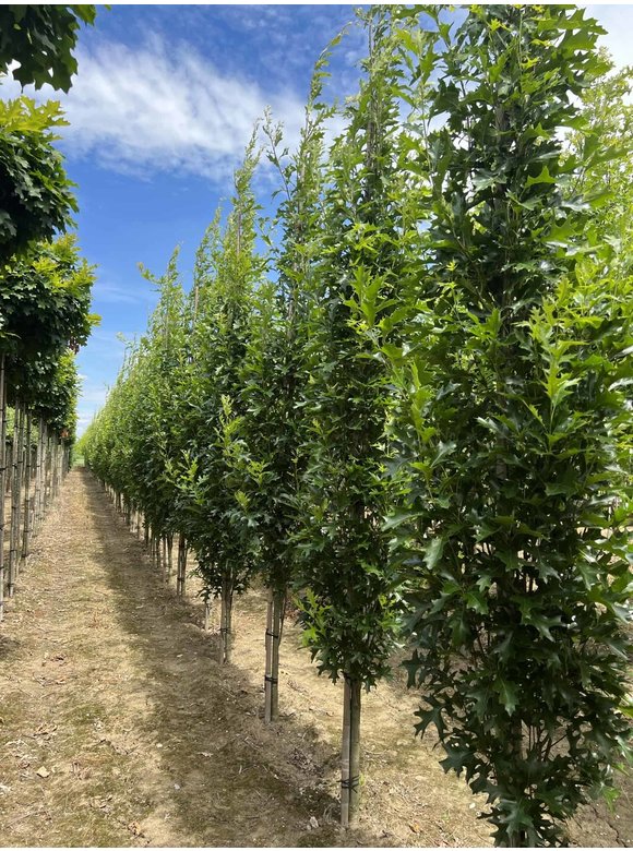 Sumpf-Eiche 'Green Pillar' - Stammbusch | Quercus palustris 'Green Pillar' Sumpf-Eiche 'Green Pillar' - Stammbusch | Quercus palustris 'Green Pillar'