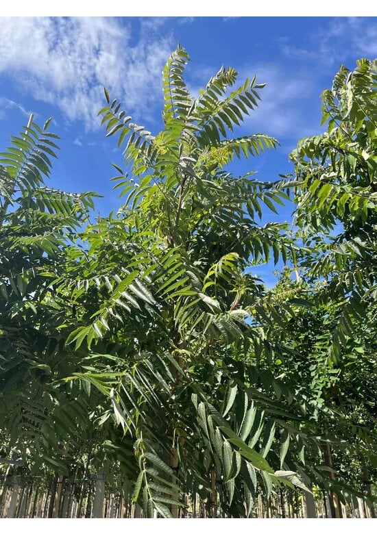Essigbaum | Rhus typhina