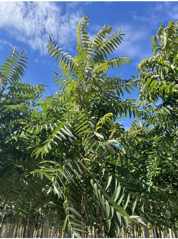 Essig-Baum - Hirschkolben-Sumach | Rhus typhina Essig-Baum - Hirschkolben-Sumach | Rhus typhina