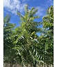 Essigbaum | Rhus typhina