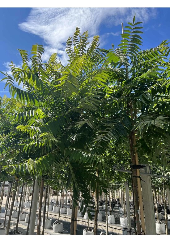 Essigbaum | Rhus typhina