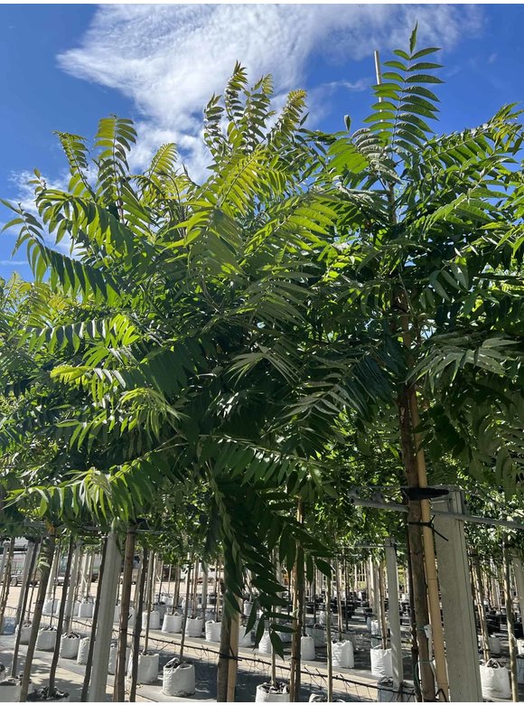 Essig-Baum - Hirschkolben-Sumach | Rhus typhina Essig-Baum - Hirschkolben-Sumach | Rhus typhina