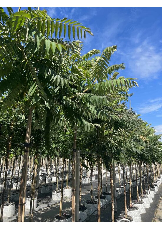 Essigbaum | Rhus typhina