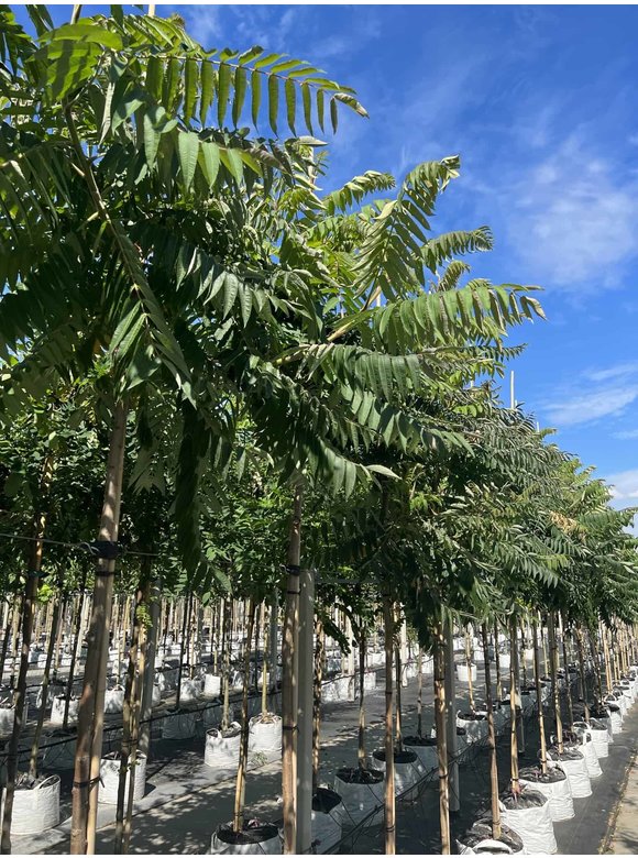 Essig-Baum - Hirschkolben-Sumach | Rhus typhina Essig-Baum - Hirschkolben-Sumach | Rhus typhina