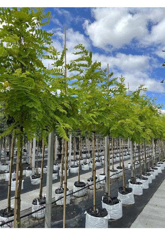 Gold-Robinie 'Frisia' | Robinia pseudoacacia 'Frisia'