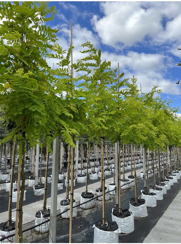 Gold-Robinie 'Frisia' | Robinia pseudoacacia 'Frisia' Gold-Robinie 'Frisia' | Robinia pseudoacacia 'Frisia'