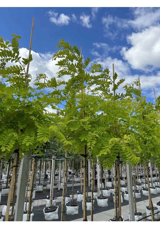 Gold-Robinie 'Frisia' | Robinia pseudoacacia 'Frisia'