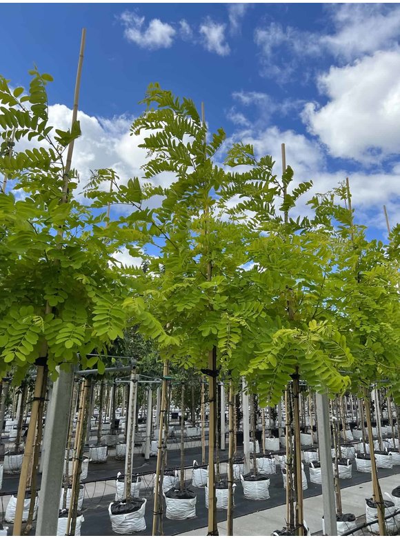 Gold-Robinie 'Frisia' | Robinia pseudoacacia 'Frisia' Gold-Robinie 'Frisia' | Robinia pseudoacacia 'Frisia'