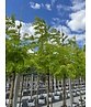Gold-Robinie 'Frisia' | Robinia pseudoacacia 'Frisia'