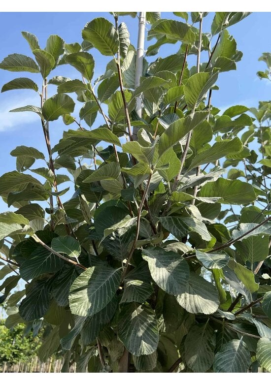 Gelbfilzige Mehlbeere 'Lutescens' | Sorbus aria Lutescens