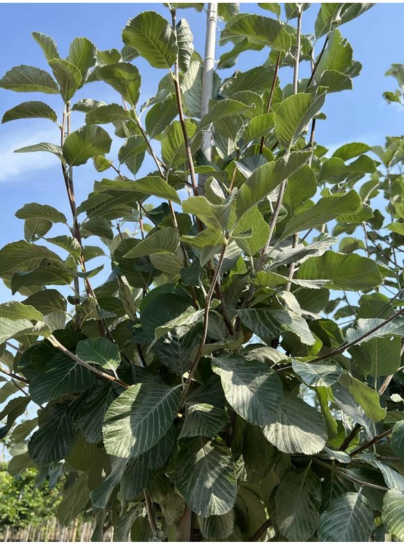 Gelbfilzige Mehlbeere 'Lutescens' | Sorbus aria Lutescens Gelbfilzige Mehlbeere 'Lutescens' | Sorbus aria Lutescens