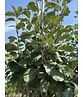 Gelbfilzige Mehlbeere 'Lutescens' | Sorbus aria Lutescens Gelbfilzige Mehlbeere 'Lutescens' | Sorbus aria Lutescens