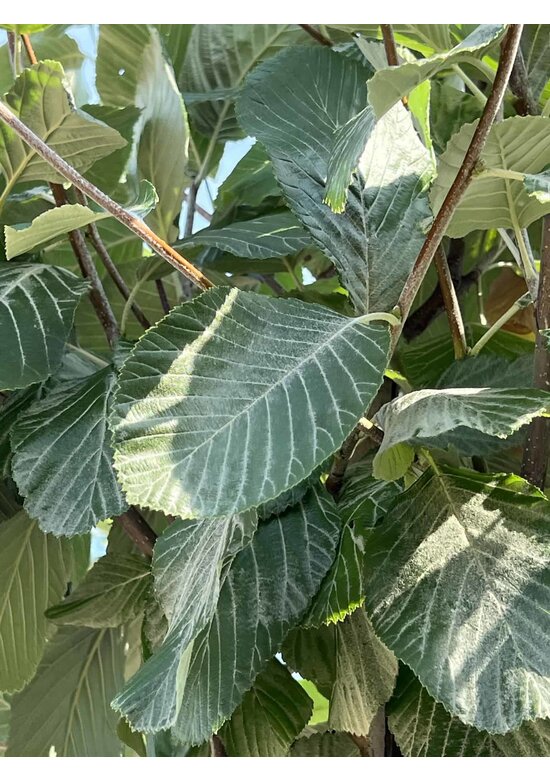 Gelbfilzige Mehlbeere 'Lutescens' | Sorbus aria Lutescens Gelbfilzige Mehlbeere 'Lutescens' | Sorbus aria Lutescens
