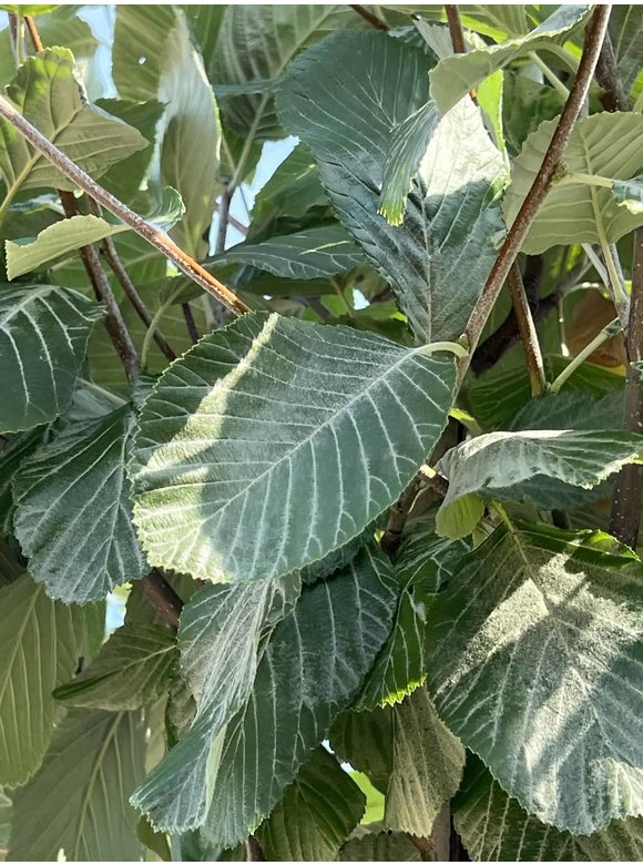 Gelbfilzige Mehlbeere 'Lutescens' | Sorbus aria Lutescens Gelbfilzige Mehlbeere 'Lutescens' | Sorbus aria Lutescens
