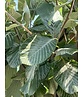 Gelbfilzige Mehlbeere 'Lutescens' | Sorbus aria Lutescens Gelbfilzige Mehlbeere 'Lutescens' | Sorbus aria Lutescens