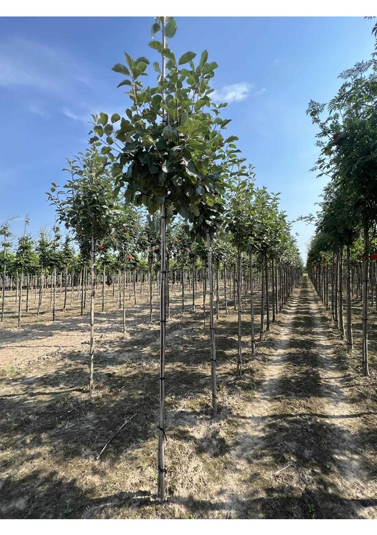 Gelbfilzige Mehlbeere 'Lutescens' | Sorbus aria Lutescens