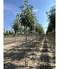 Gelbfilzige Mehlbeere 'Lutescens' | Sorbus aria Lutescens Gelbfilzige Mehlbeere 'Lutescens' | Sorbus aria Lutescens