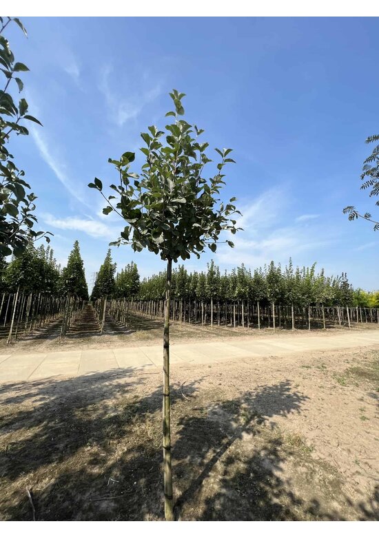 Gelbfilzige Mehlbeere 'Lutescens' | Sorbus aria Lutescens Gelbfilzige Mehlbeere 'Lutescens' | Sorbus aria Lutescens