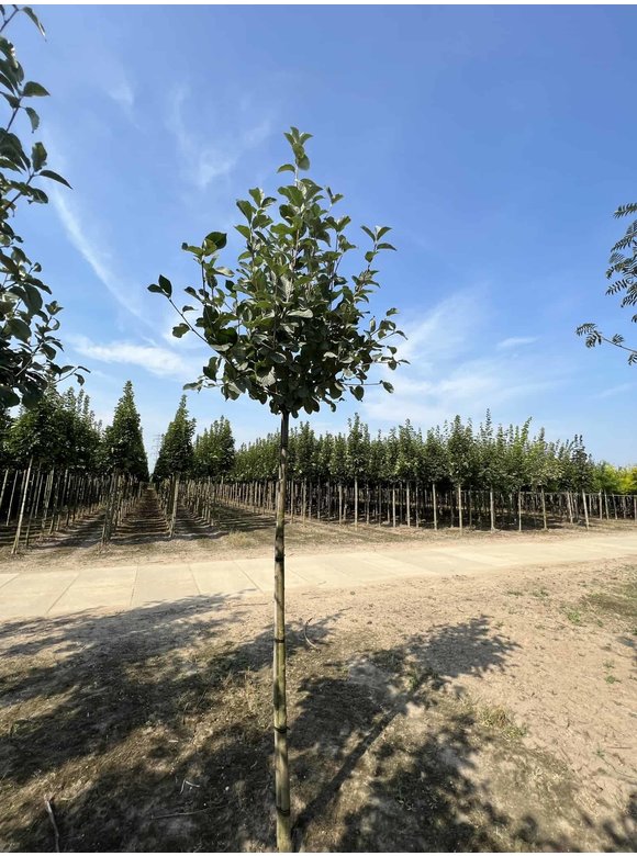 Gelbfilzige Mehlbeere 'Lutescens' | Sorbus aria Lutescens Gelbfilzige Mehlbeere 'Lutescens' | Sorbus aria Lutescens