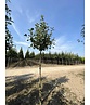 Gelbfilzige Mehlbeere 'Lutescens' | Sorbus aria Lutescens Gelbfilzige Mehlbeere 'Lutescens' | Sorbus aria Lutescens