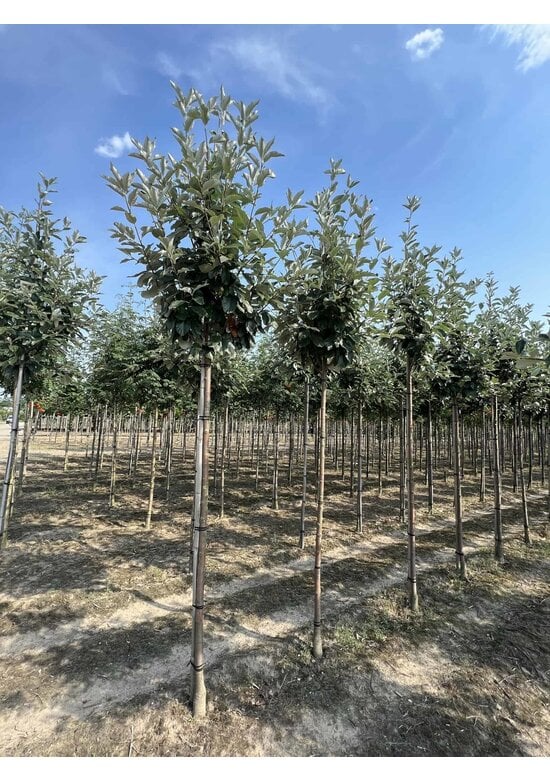 Großlaubige Mehlbeere 'Magnifica' | Sorbus aria 'Magnifica'