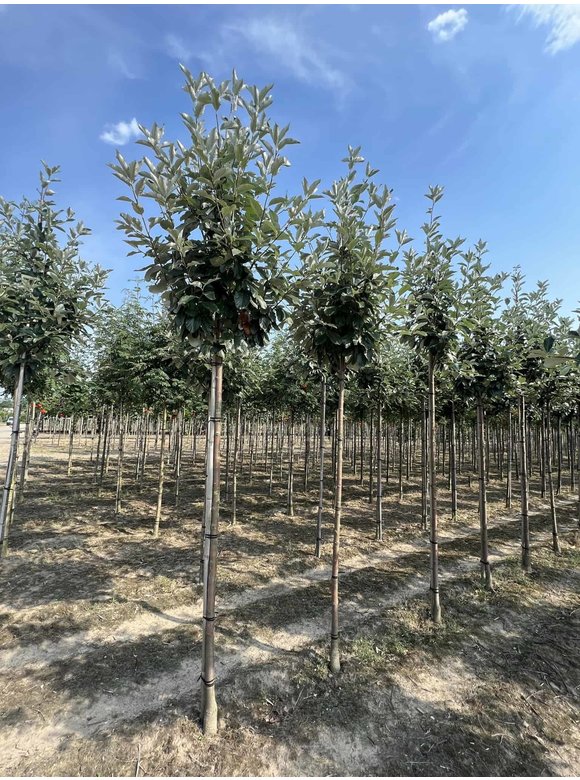 Großlaubige Mehlbeere 'Magnifica' | Sorbus aria 'Magnifica' Großlaubige Mehlbeere 'Magnifica' | Sorbus aria 'Magnifica'