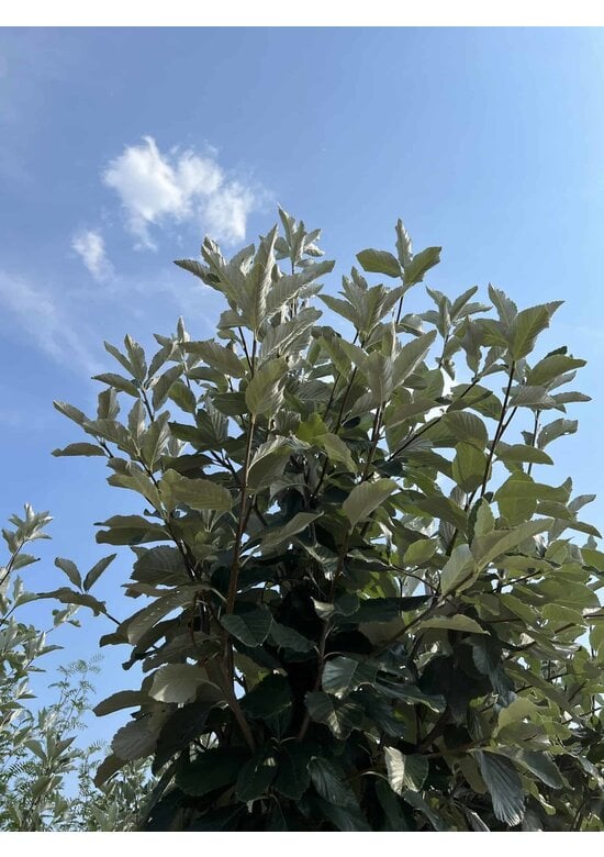 Großlaubige Mehlbeere 'Magnifica' | Sorbus aria 'Magnifica'