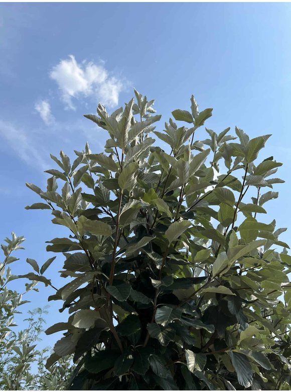 Großlaubige Mehlbeere 'Magnifica' | Sorbus aria 'Magnifica' Großlaubige Mehlbeere 'Magnifica' | Sorbus aria 'Magnifica'