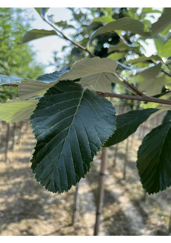 Großlaubige Mehlbeere 'Magnifica' | Sorbus aria 'Magnifica'