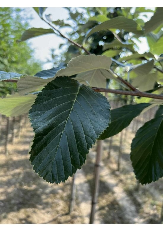 Großlaubige Mehlbeere 'Magnifica' | Sorbus aria 'Magnifica'