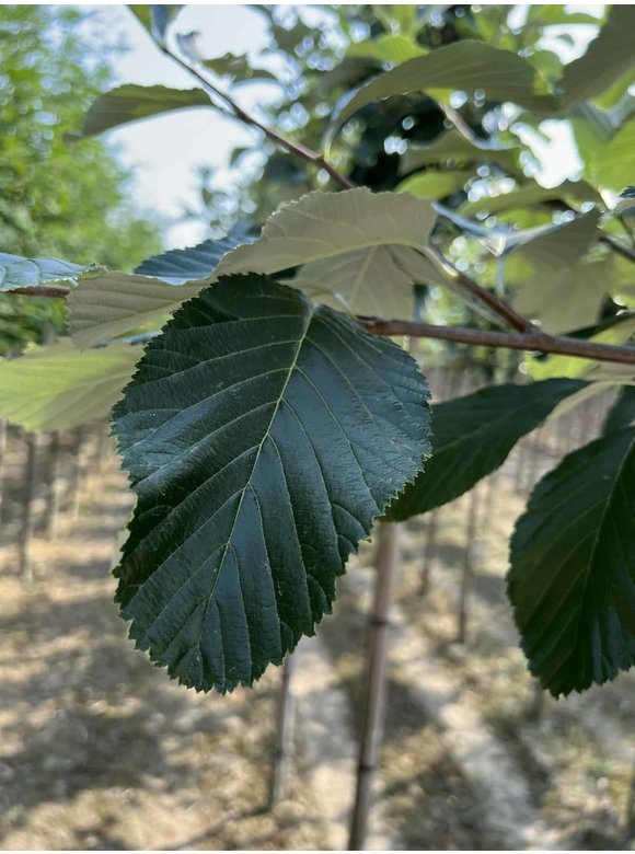 Großlaubige Mehlbeere 'Magnifica' | Sorbus aria 'Magnifica' Großlaubige Mehlbeere 'Magnifica' | Sorbus aria 'Magnifica'