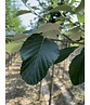 Großlaubige Mehlbeere 'Magnifica' | Sorbus aria 'Magnifica'