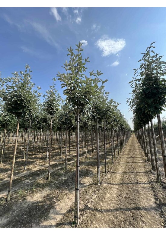 Großlaubige Mehlbeere 'Magnifica' | Sorbus aria 'Magnifica'