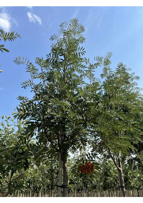 Vogelbeere 'Asplenifolia' | Sorbus aucuparia 'Asplenifolia'